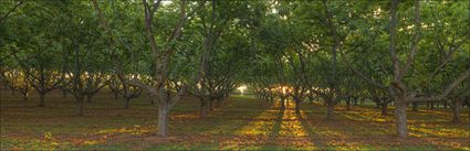 Chestnut Trees - Stanley - VIC (PBH4 00 13200)